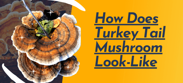 How Does Turkey Tail Mushroom Look Like