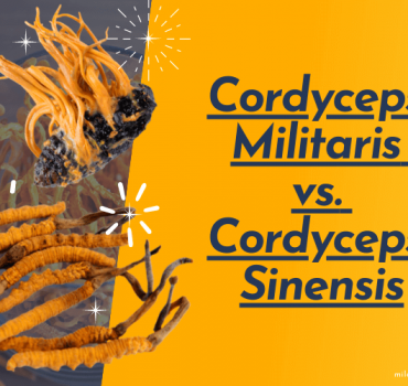 Cordyceps Militaris vs Cordyceps Sinensis