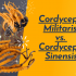 Cordyceps Militaris vs Cordyceps Sinensis