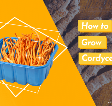 How to Grow Cordyceps
